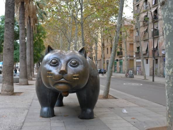 gato